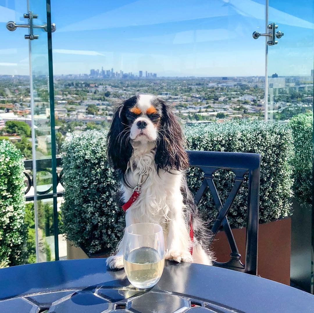 PetFriendly Hotels, Parks and Patios in West Hollywood